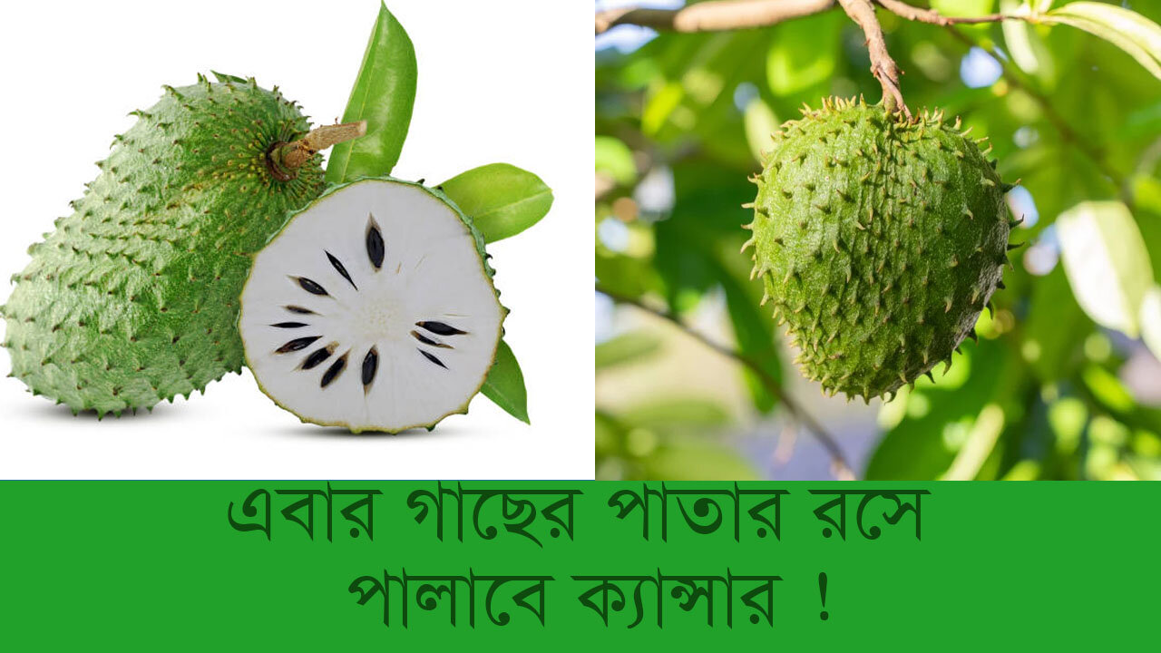 করোসল ফল(Carsol Fruit) ক্যান্সার প্রতিরোধে করোসল ফল কতটা কার্যকরি?