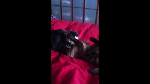 Cats play fighting ...Boston and Blitz .. The Saga of Charlie and Prada's Siblings