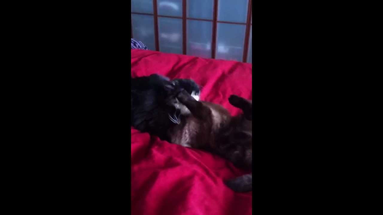 Cats play fighting ...Boston and Blitz .. The Saga of Charlie and Prada's Siblings