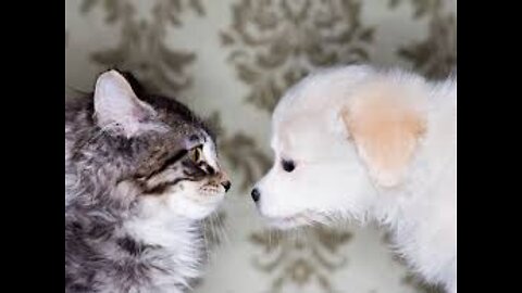 A puppy dog ​​riding on a duck is a strange thing and makes you laugh at me