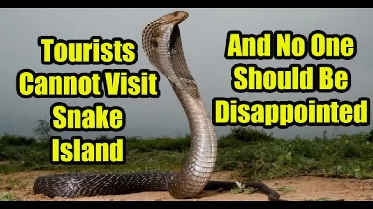 Tourists Cannot Visit Snake Island AND NO ONE SHOULD BE DISAPPOINTED