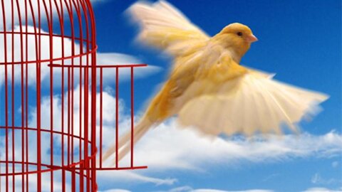 And Mother Goes Free