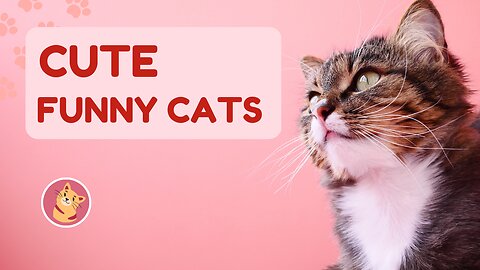 cute funny cats shorts | funny kittens