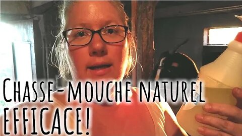 Éloigner les MOUCHES sur les CHÈVRES 🐐 Produit MAISON efficace! #278