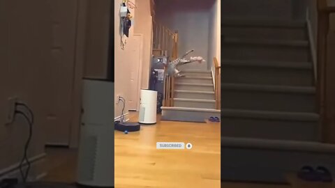 cute cat videos 😹 funny videos 😂