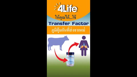 ภูมิคุ้มกันธรรมชาติ จากแม่วัว ใช้ผลิต 4ไล้ฟ์ ทรานสเฟอร์ แฟกเตอร์