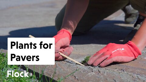 Perfect PLANTS for PAVERS & PATHS — Ep. 206