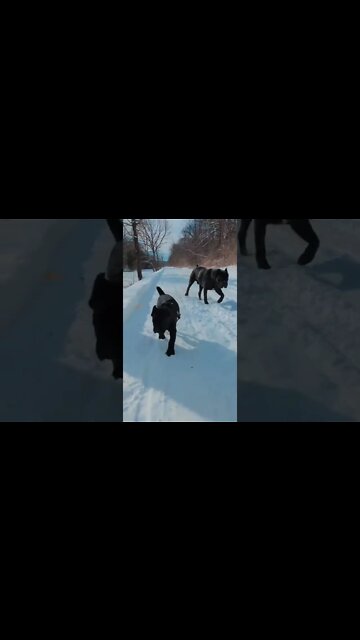Cane Corso Best Friends #shorts #pets #canecorso #puppy #bestfriend