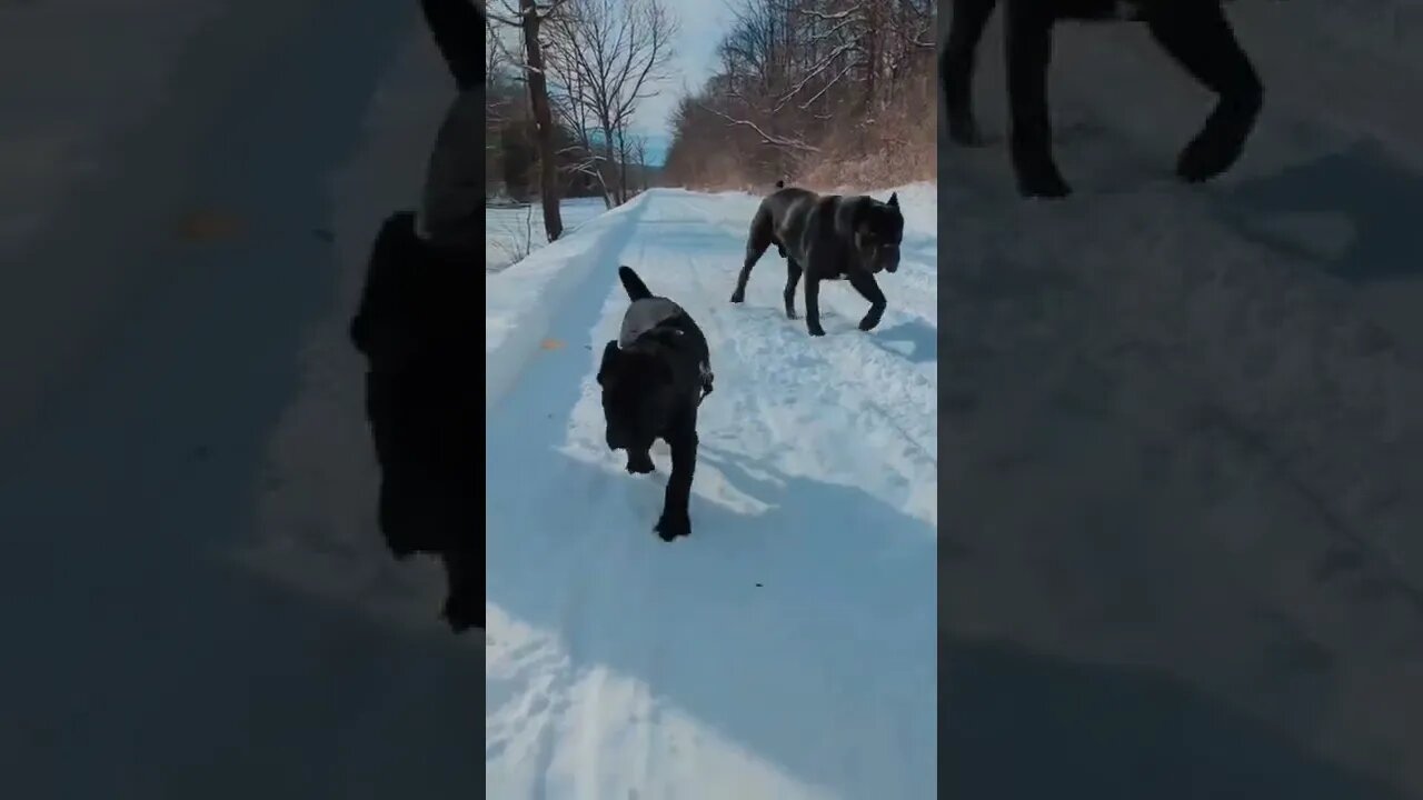 Cane Corso Best Friends #shorts #pets #canecorso #puppy #bestfriend