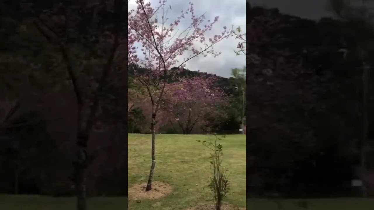 Registro de hj no bosque das cerejeiras em Alfredo Chaves