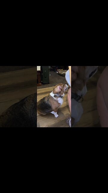 Dog Wouldn’t Sit Until I Turned On Camera