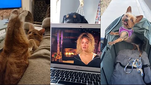 Funniest Cats And Dogs Videos 😁 - Best Funny Animal Videos 2024 🥰#2