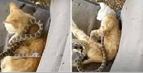 Fighting cats attacked a snake