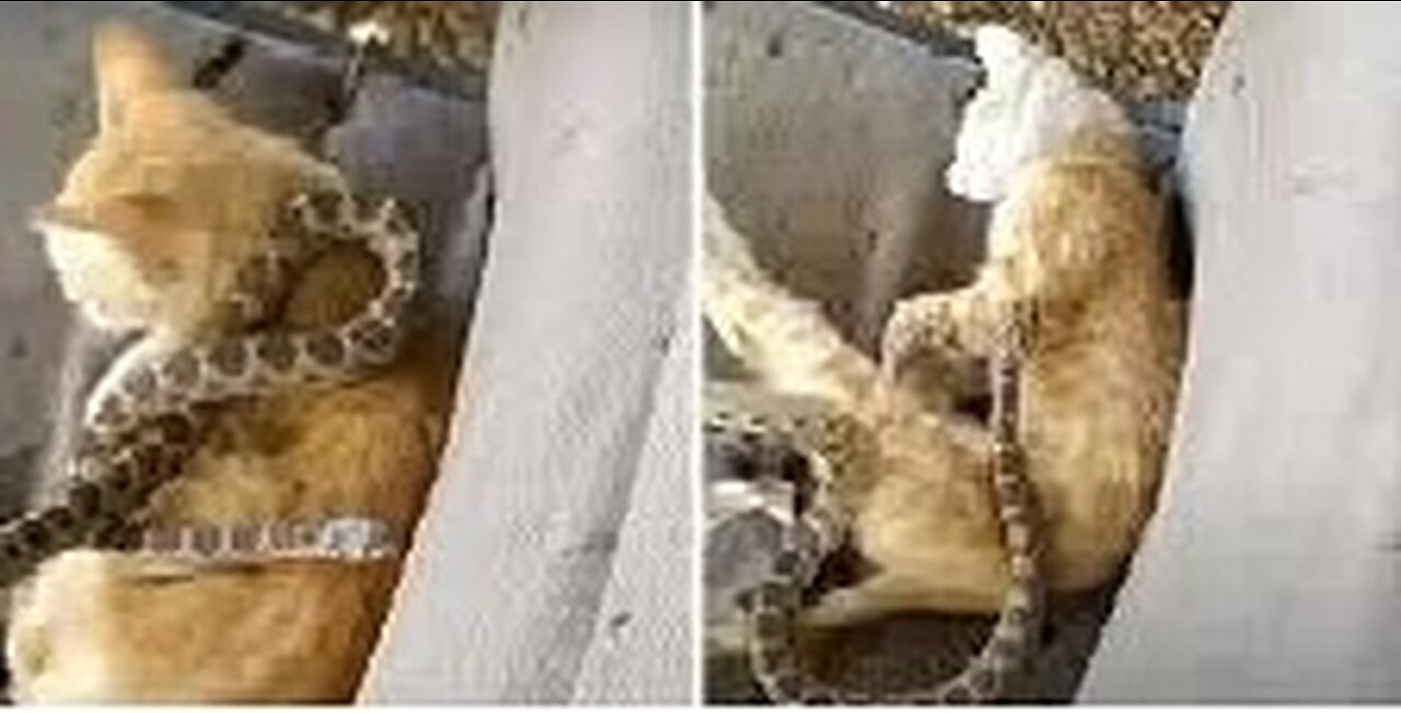 Fighting cats attacked a snake