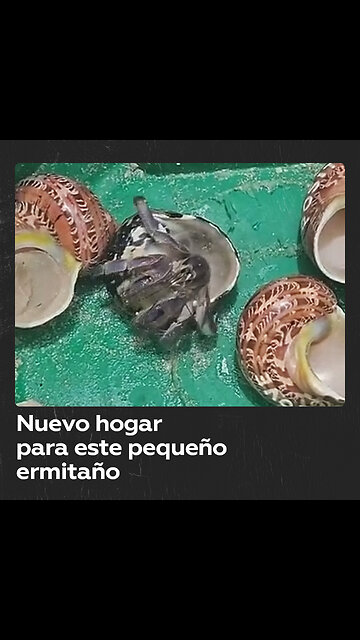 Hombre ayuda a un pequeño cangrejo ermitaño a encontrar un nuevo hogar