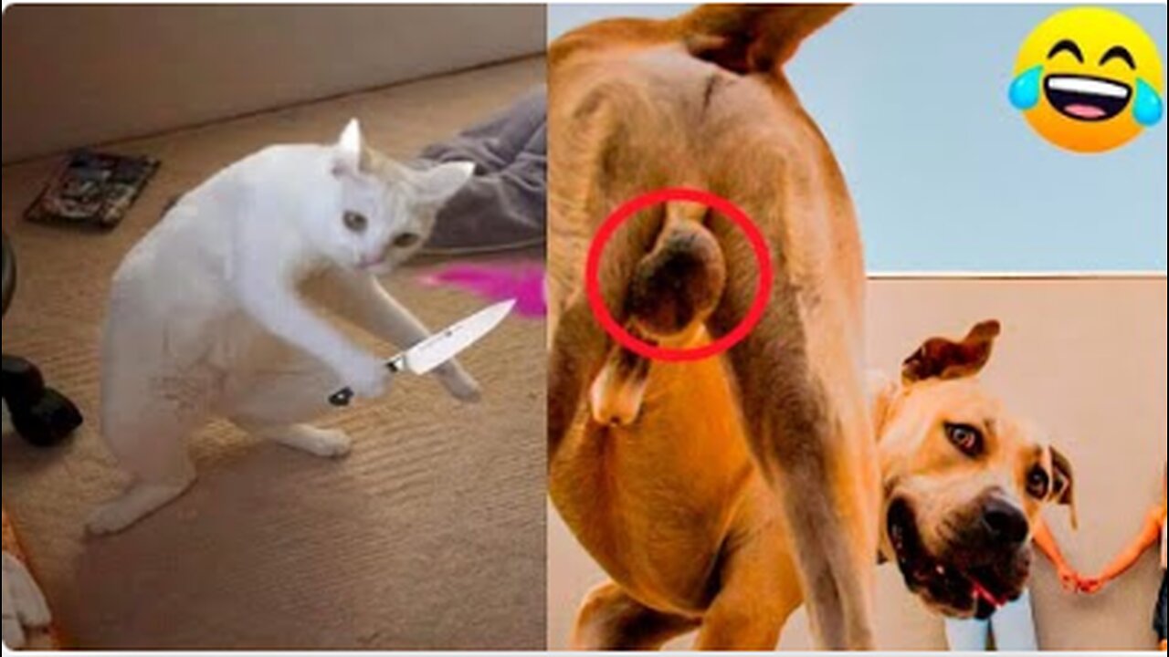 Funniest Animals 2023 😂 | Funniest Cats and Dogs | Part 7
