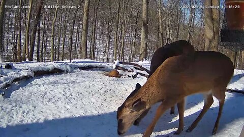 Come and get it! 12:11:40 deer runs down the hill,on the left.