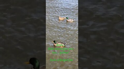 Ducks at Reelfoot Lake TN #outdoors #autumn