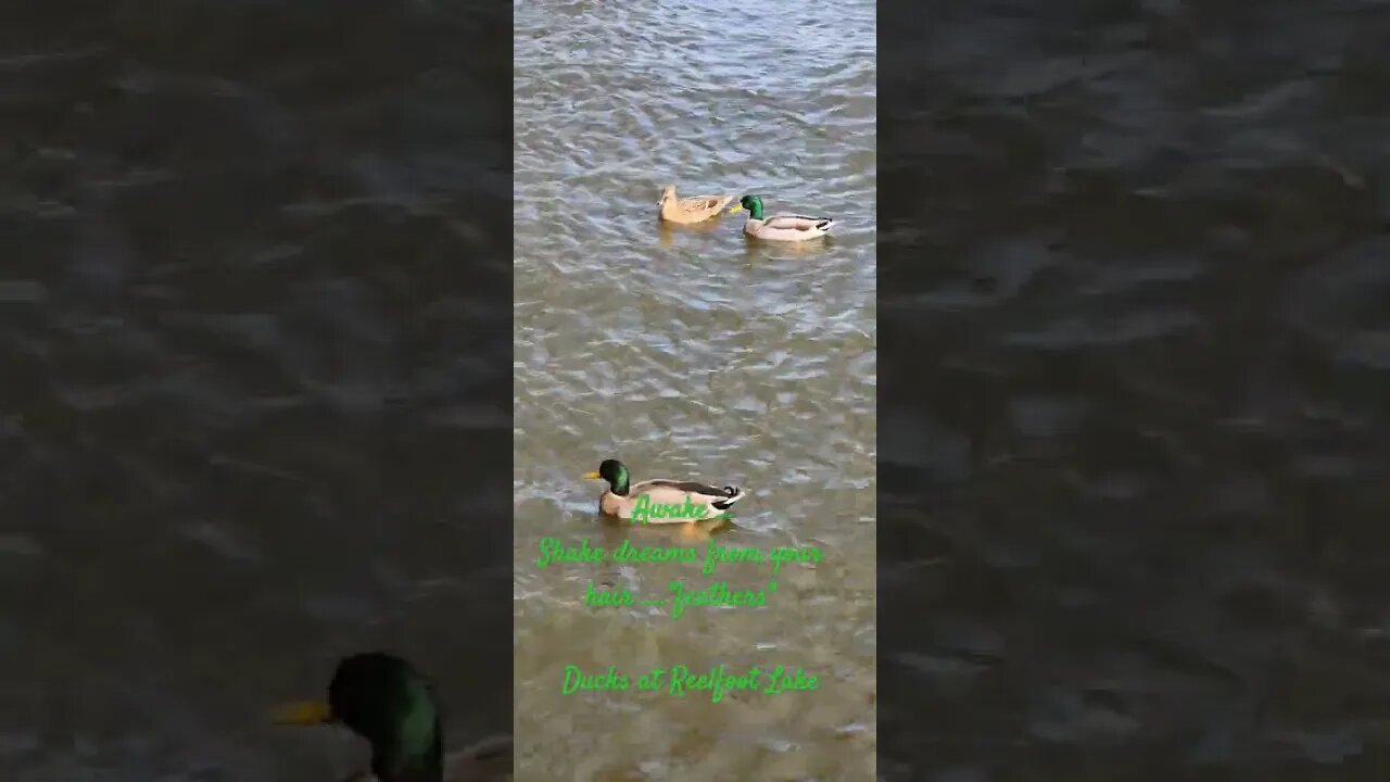 Ducks at Reelfoot Lake TN #outdoors #autumn