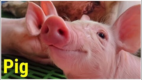 Learn Pets SOUNDS (VOICE): PIG