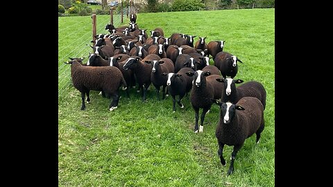 I went to visit another flock at an Irish Zwartbles sheep open day