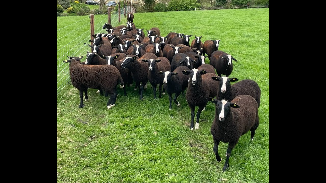I went to visit another flock at an Irish Zwartbles sheep open day