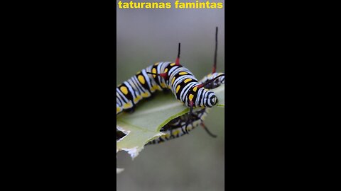 hungry taturanas