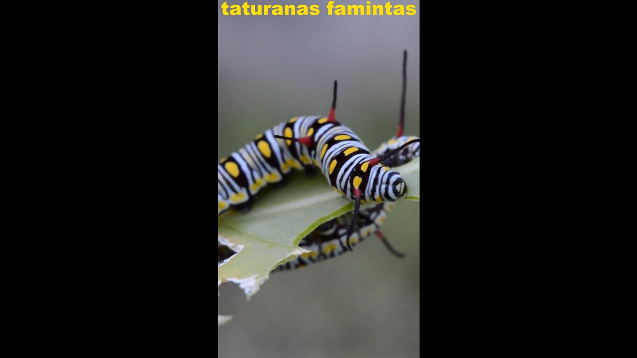 hungry taturanas