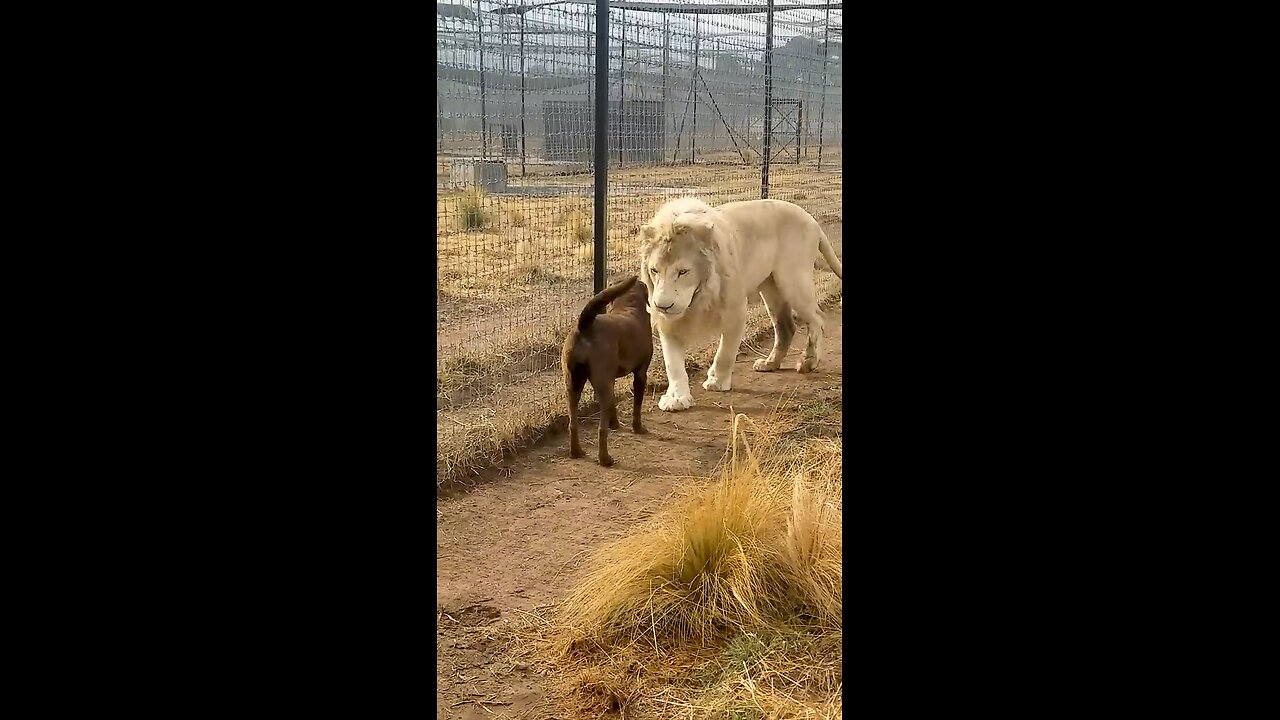 Cute Lion Gives Smooches to Puppy's Paw!