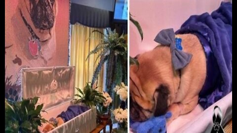 Man holds funeral to say goodbye and honor his beloved dog