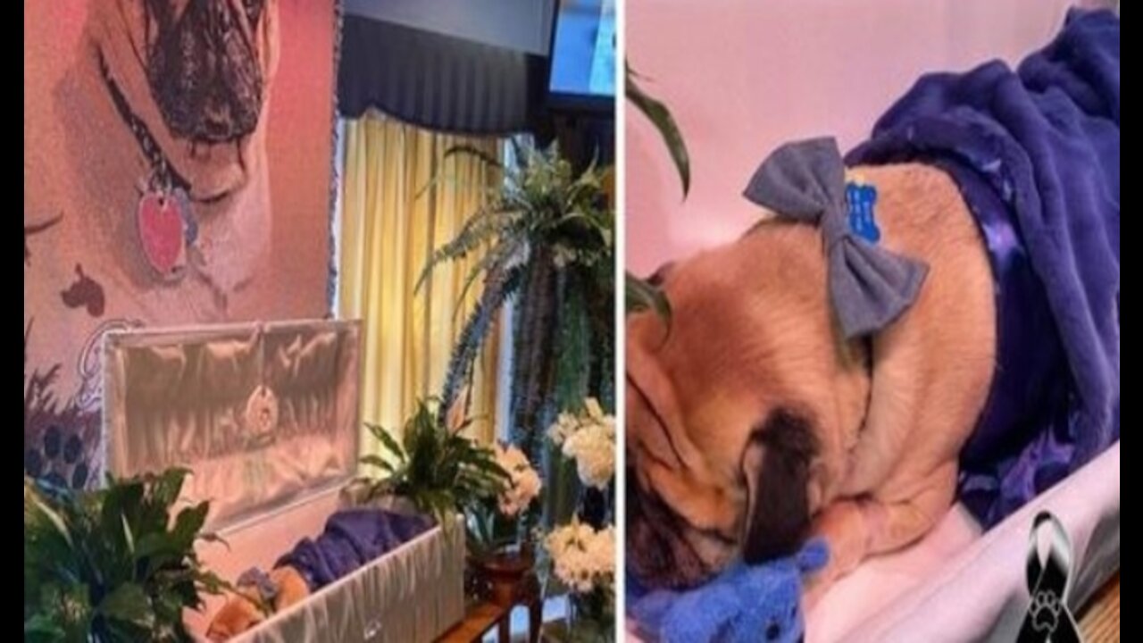 Man holds funeral to say goodbye and honor his beloved dog