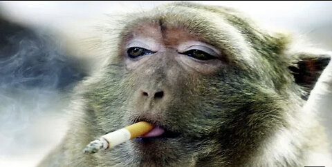 Funny Monkeys Videos - Funniest Monkey Will Make You Laugh Hard Compilation
