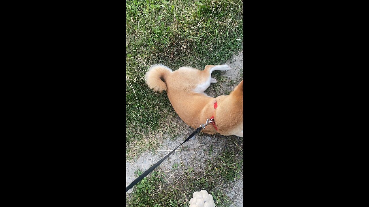 Corgi Mut Doesn’t like moving.