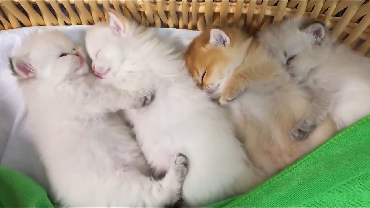 Owner unwraps towel to find 4 of his kids sleeping together