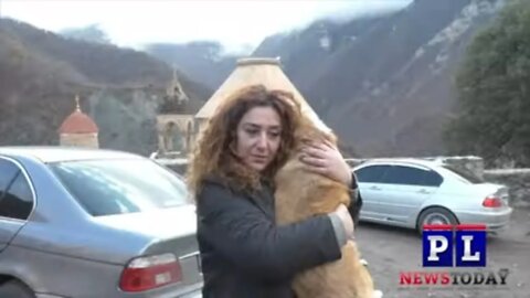 Armenians Evacuating Animals Before The Azerbaijan Take Over In Artsakh