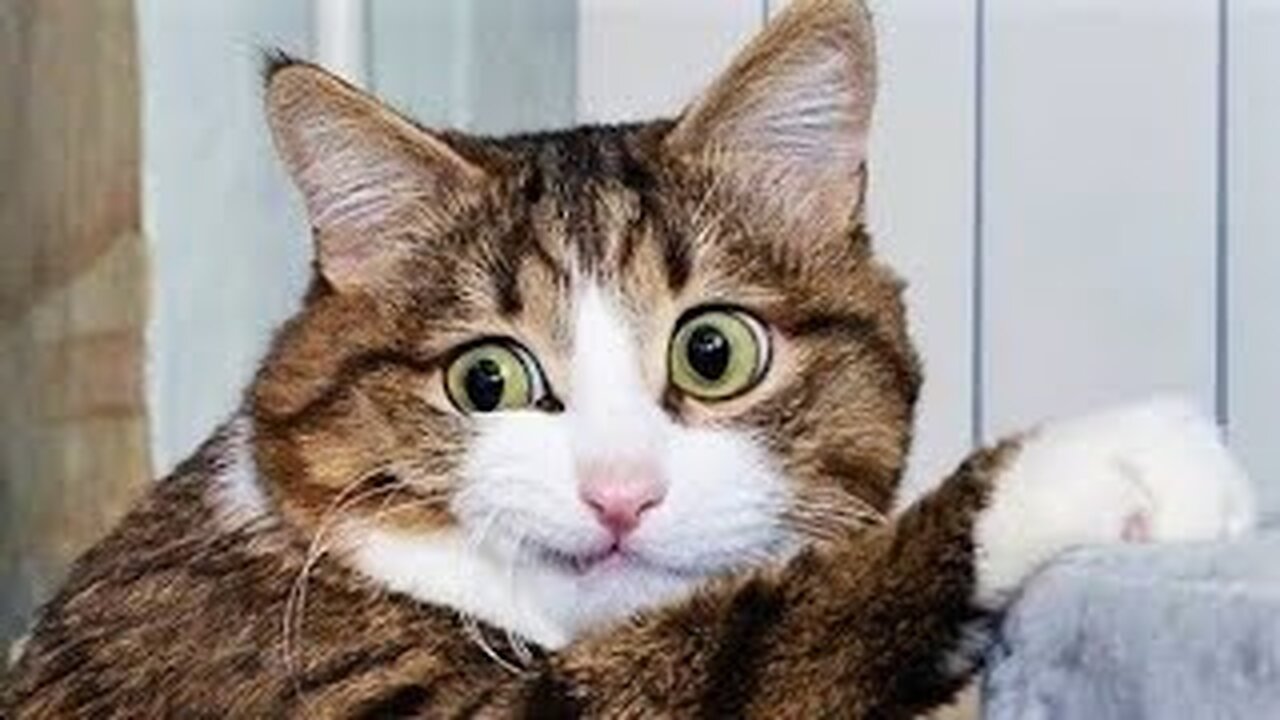 #23 Vídeo de animais mais engraçados - Cães e gatos engraçados 2023 - #funny #animals #family #2023
