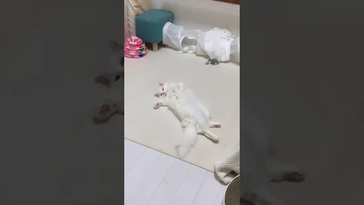 Time for my exercising! #shorts 😻 #cat #catlover
