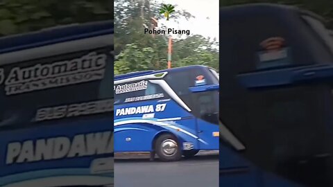 Bus Pandawa 87