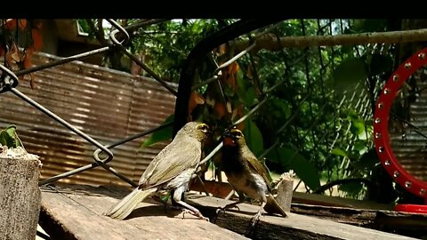 yellow-faced grassquit song and playing with the mirror.