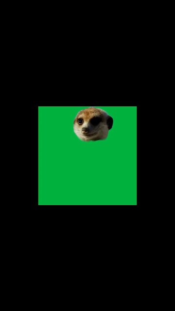 Green Screen – Mercat head 720p