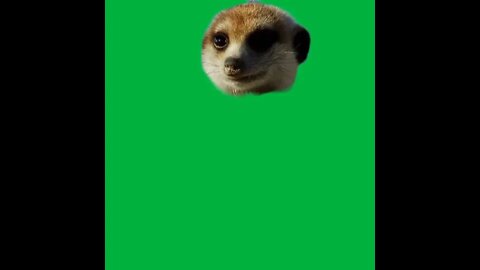 Green Screen – Mercat head 720p