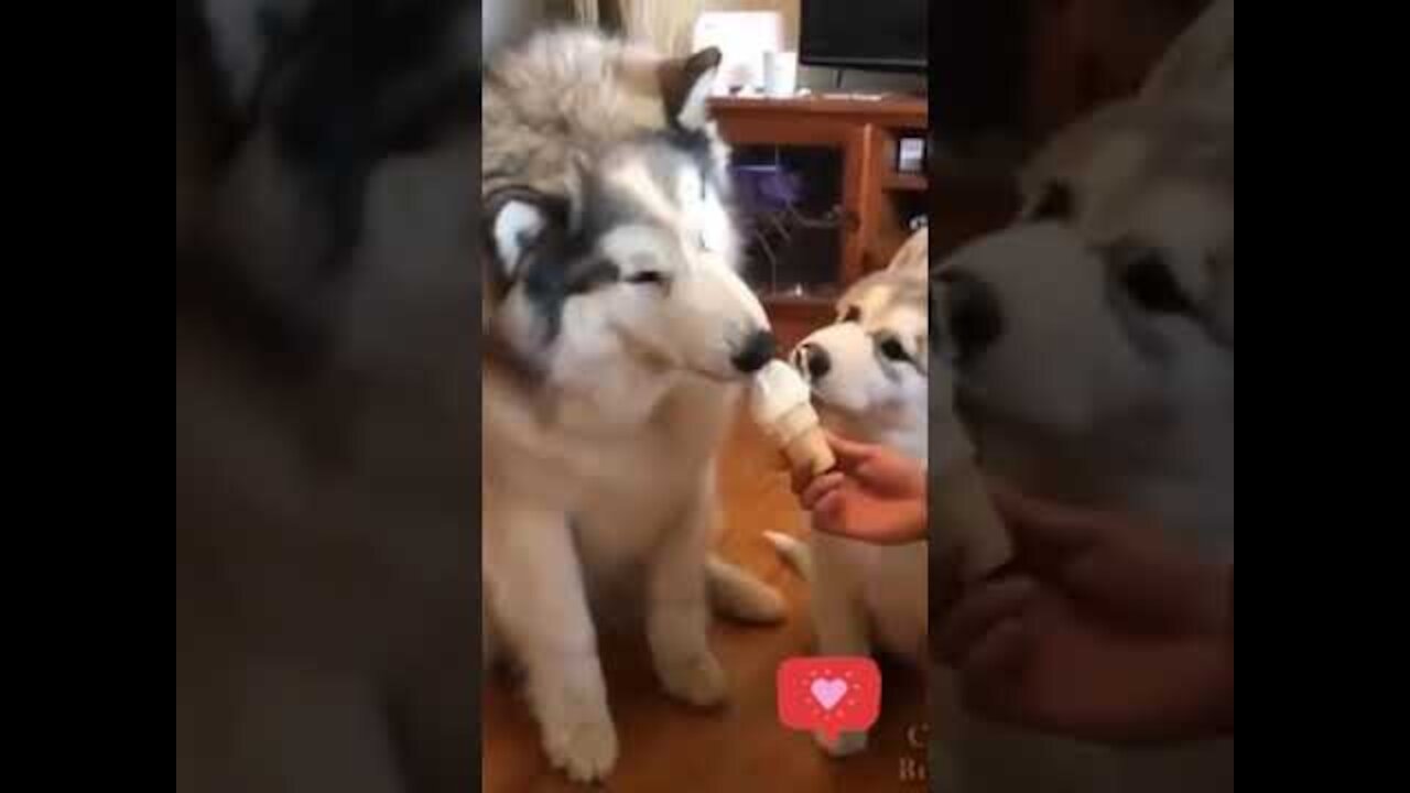 Baby Alaskan Malamute Cutest And Funniest Moments New Compilation Try Not To Laugh