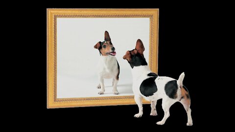 dog meeting his twin brother