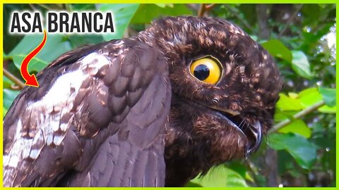 Hábitos Noturnos do URUTAU DE ASA BRANCA - Canto do Urutau (Potoo)