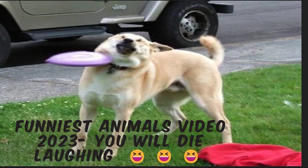 "LOL - Watch These Cute Animals Doing the Funniest Things!"