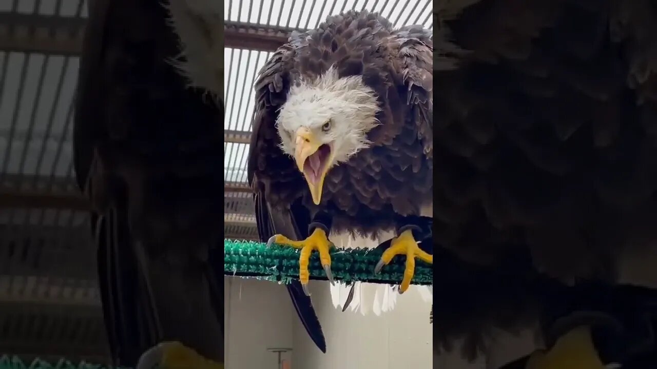 é muito assustador ver uma águia de perto 😱😱😱