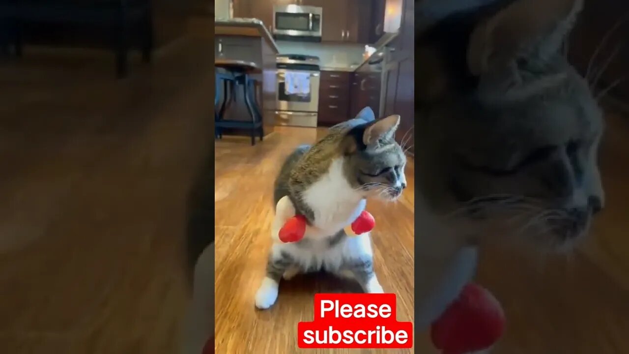Cat#shorts