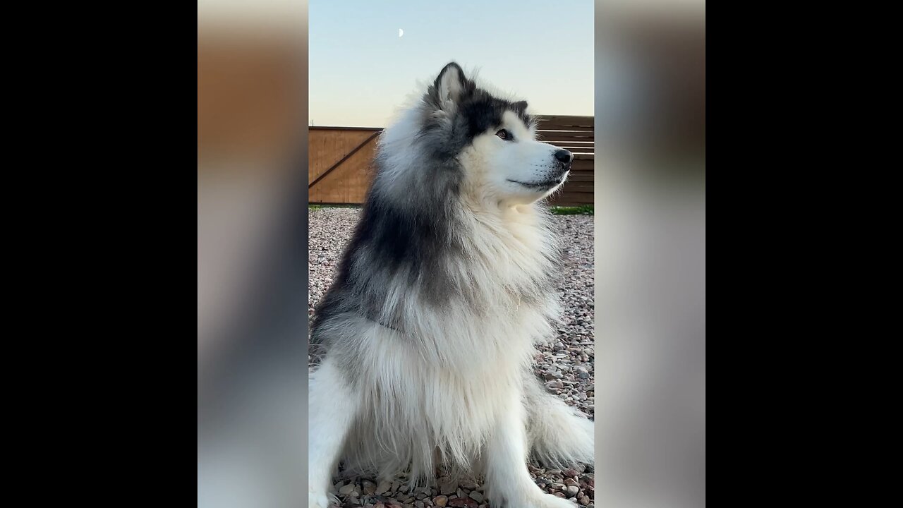 Did you know this about Alaskan Malamute? #shorts
