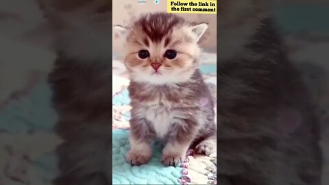 cute cat videos 😹 funny videos 😂 767 😻 #shorts #shortsfunny #cutecat #catvideos #catsfood #catscare