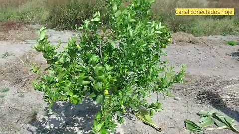 Solução rápida para pulgões e outros insetos que atrasa as frutíferas as plantas parte 1